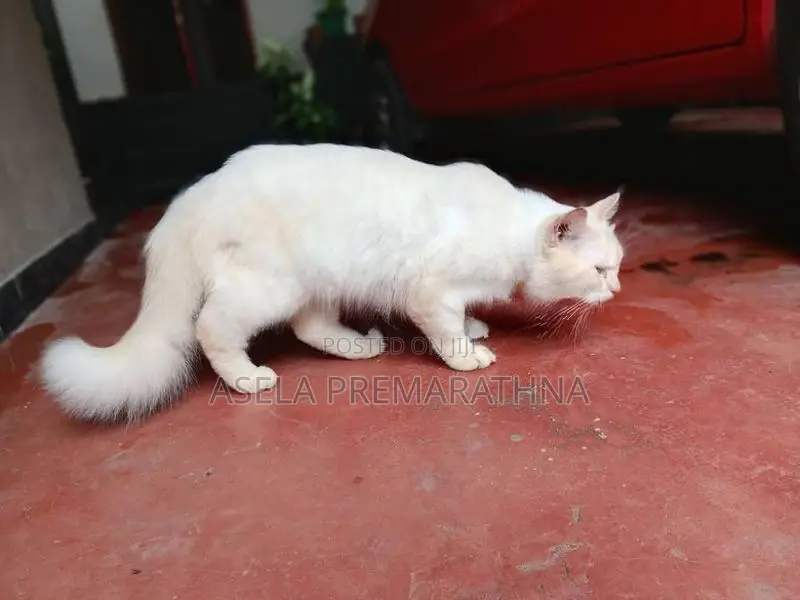 Persian Cat Male