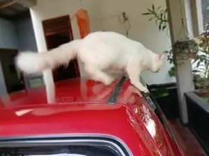 Persian Cat Male