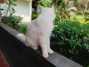 Persian Cat Male