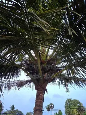 Land for Sale - Mannar