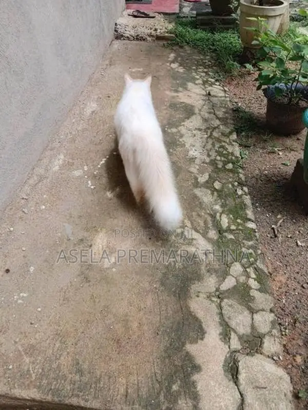 Persian Cat Male