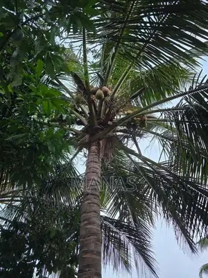 Land for Sale - Mannar