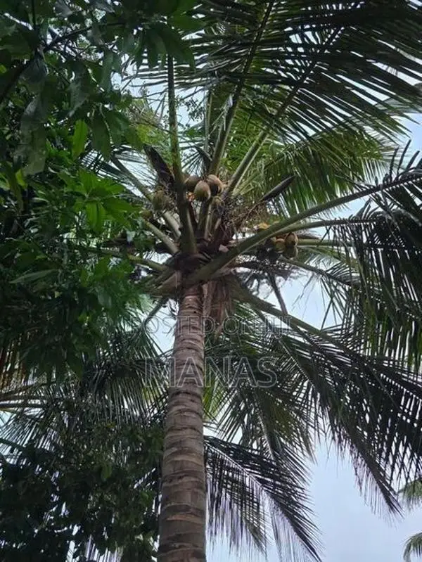 Land for Sale - Mannar