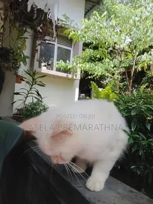 Persian Cat Male