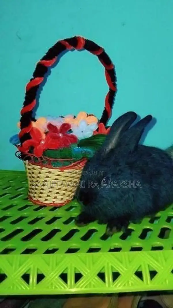 Angora Male Rabbit