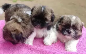 Shih Tzu Puppies