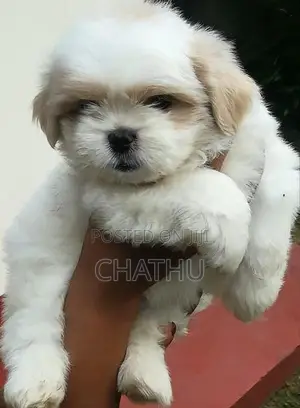 Shih Tzu Puppies