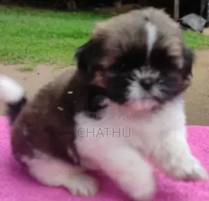 Shih Tzu Puppies