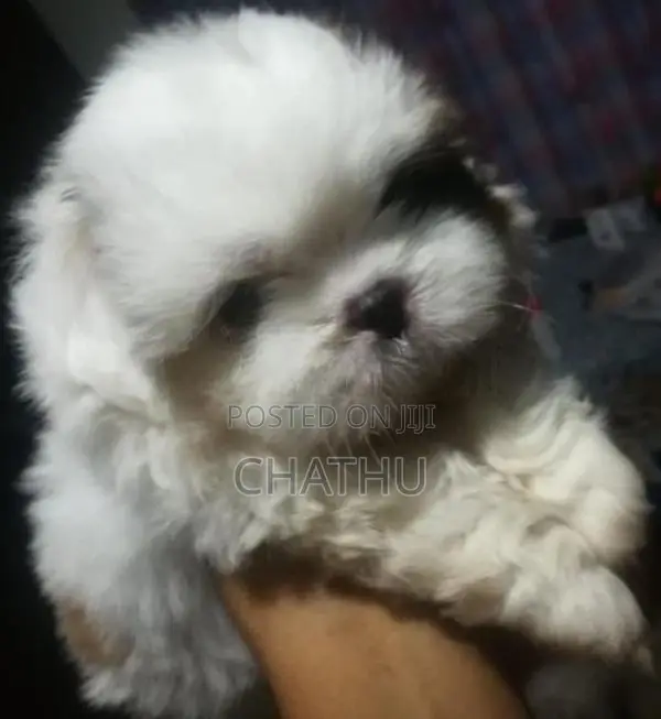 Shih Tzu Puppies