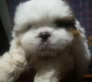 Shih Tzu Puppies