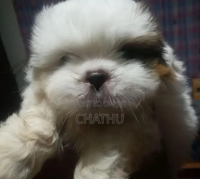 Shih Tzu Puppies
