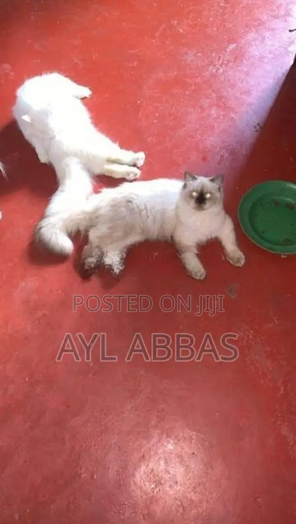 pure breed Himaliyen male