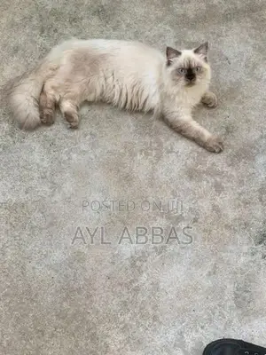 pure breed Himaliyen male