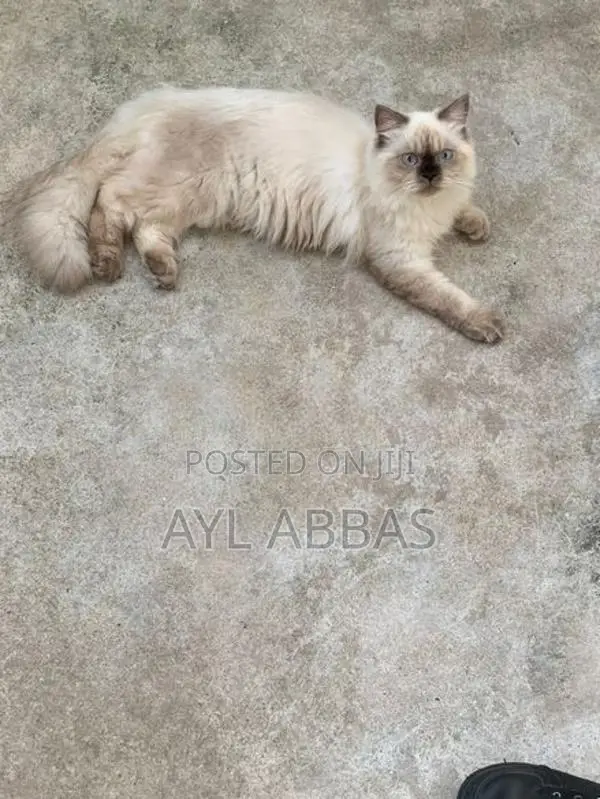 pure breed Himaliyen male