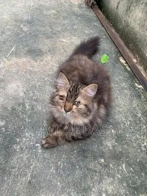 pure breed big born Persian teddy face