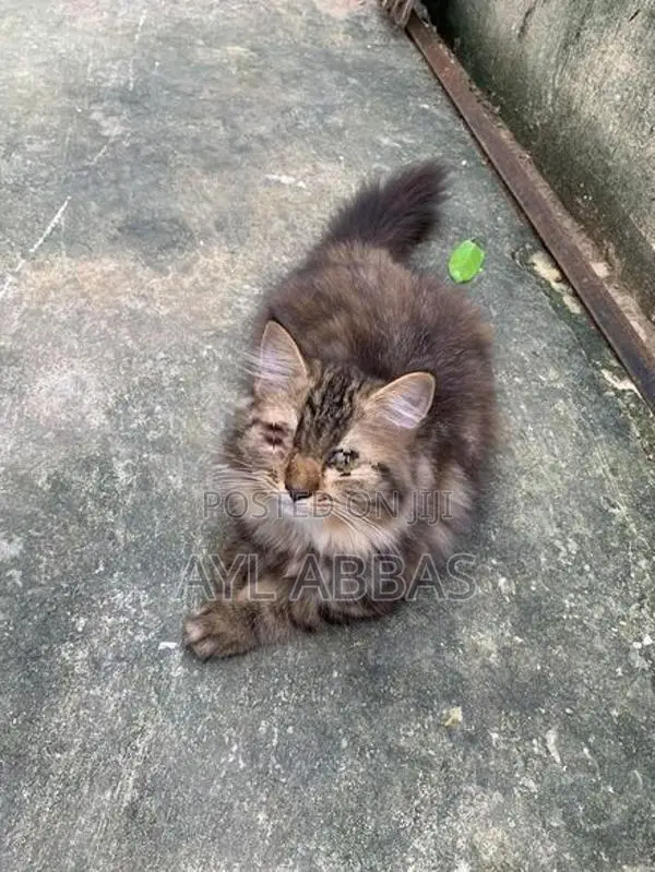 pure breed big born Persian teddy face