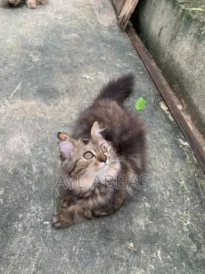 pure breed big born Persian teddy face