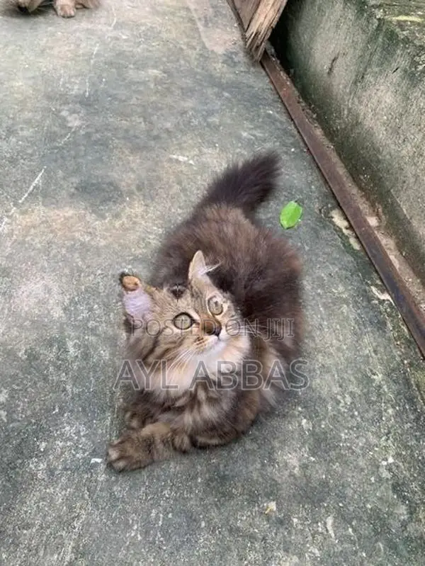pure breed big born Persian teddy face