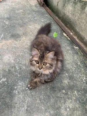 pure breed big born Persian teddy face