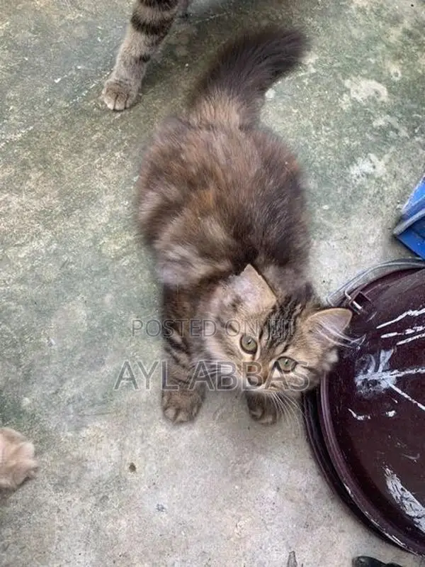 pure breed big born Persian teddy face