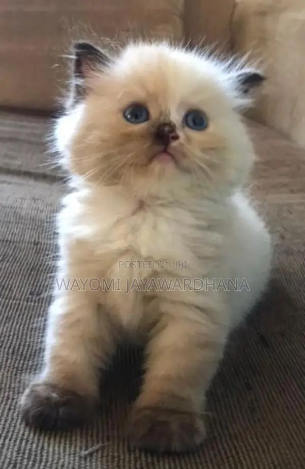 Persian cats