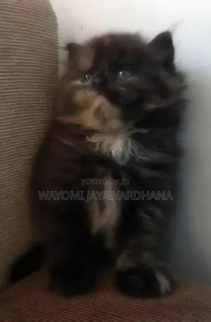 Persian cats