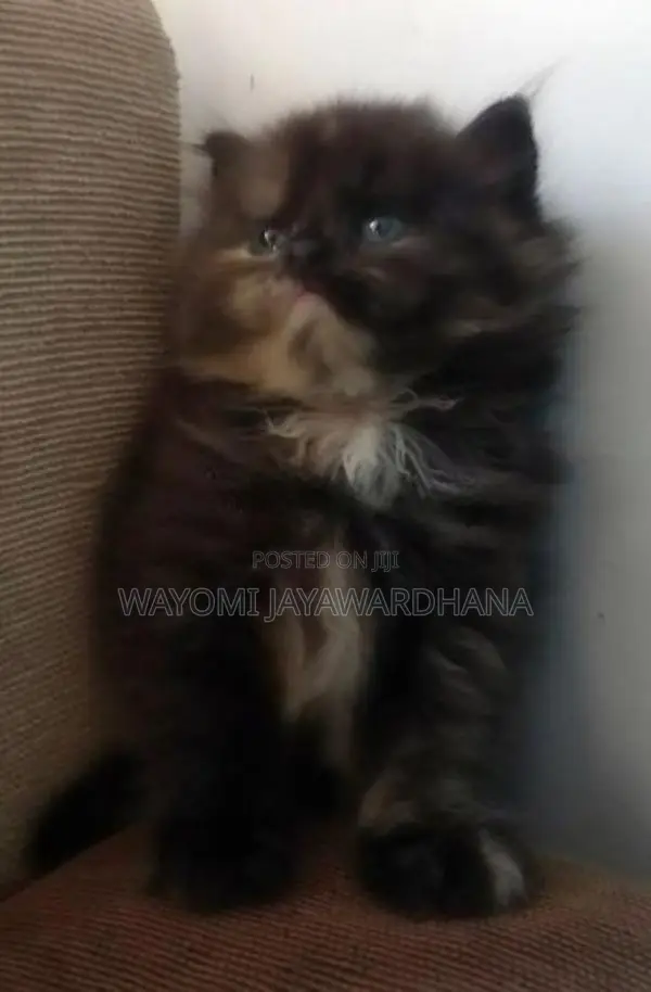 Persian cats