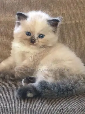 Persian cats