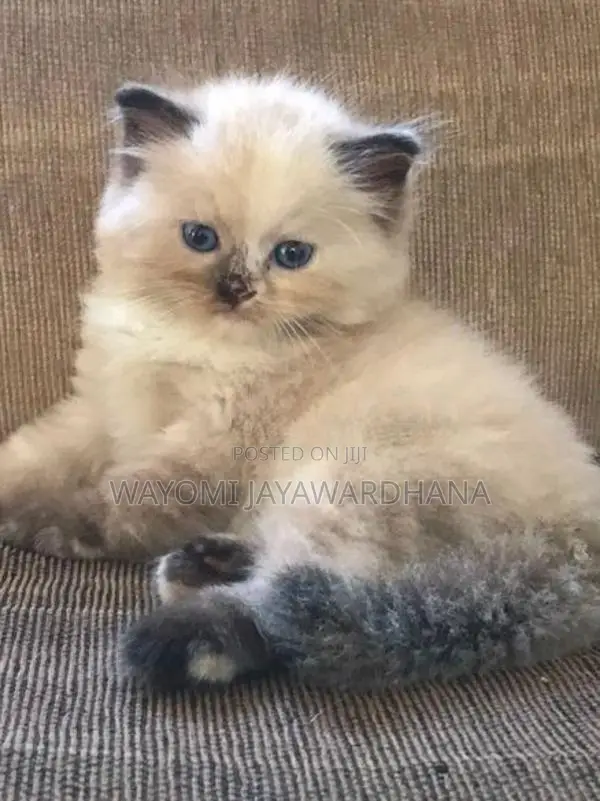 Persian cats