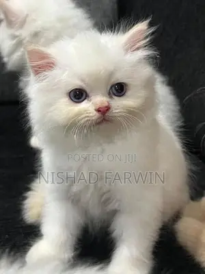 persian