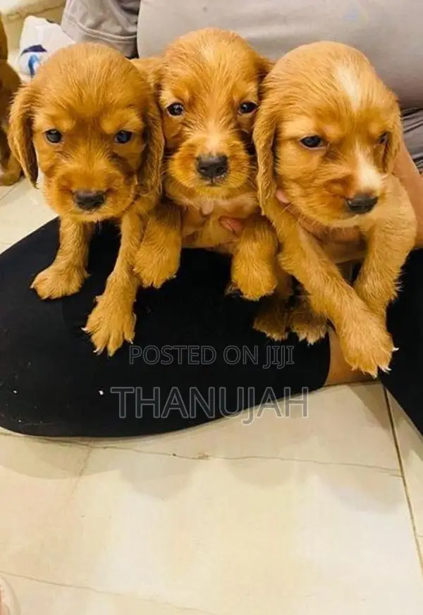 Cocker Spaniel Puppies