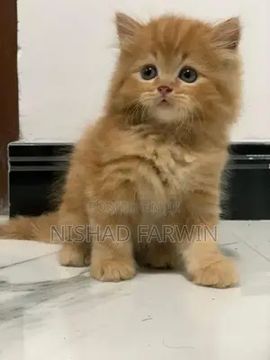 persian