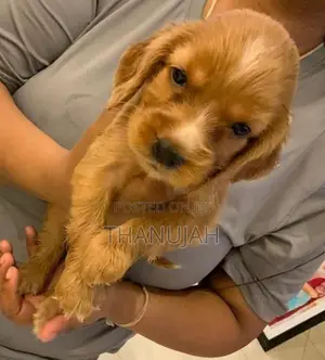 Cocker Spaniel Puppies