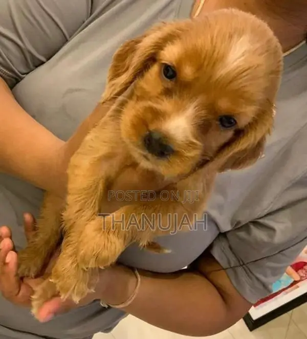 Cocker Spaniel Puppies
