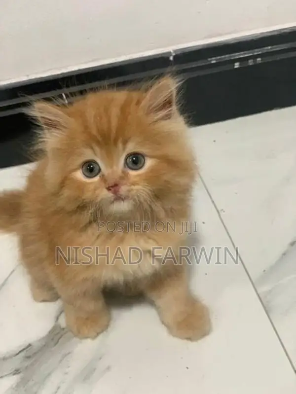 persian