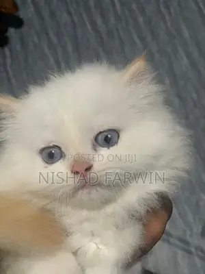 persian