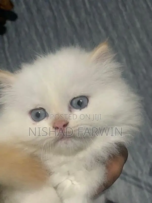 persian