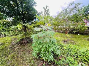 Prime Development Land in Peliyagoda
