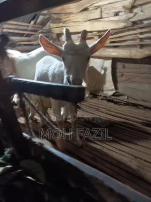 Sanan Goats