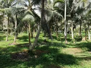 සරු-සාර පොල් ඉඩමක් ව්කිණීමට - රඹුක්කන