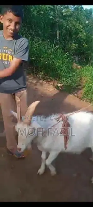 Sanan Goats