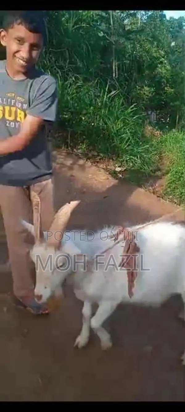 Sanan Goats