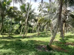 සරු-සාර පොල් ඉඩමක් ව්කිණීමට - රඹුක්කන