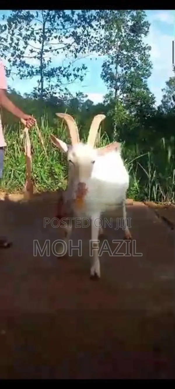 Sanan Goats