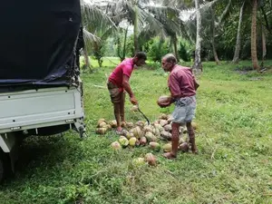 සරු-සාර පොල් ඉඩමක් ව්කිණීමට - රඹුක්කන