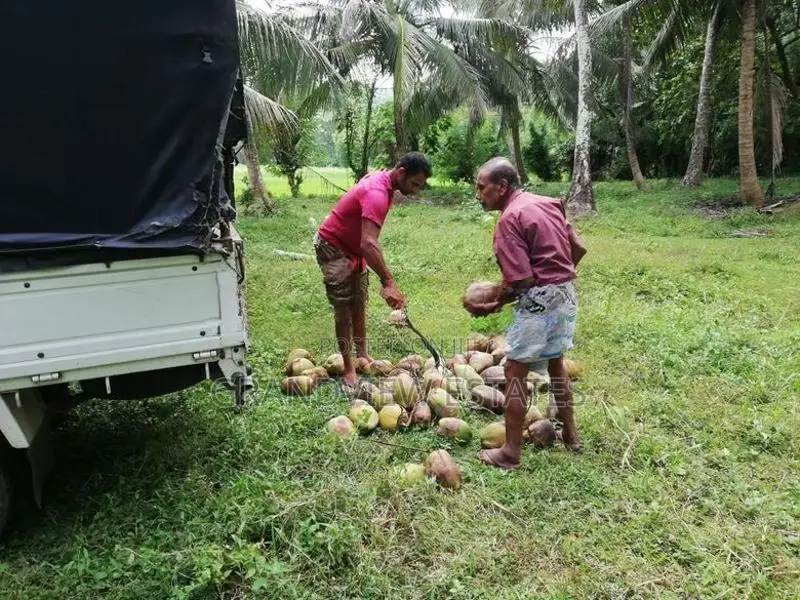 සරු-සාර පොල් ඉඩමක් ව්කිණීමට - රඹුක්කන