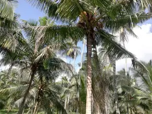 සරු-සාර පොල් ඉඩමක් ව්කිණීමට - රඹුක්කන