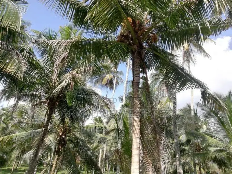 සරු-සාර පොල් ඉඩමක් ව්කිණීමට - රඹුක්කන