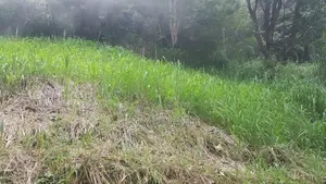 Residential Land for Sale in Kandy Abathanna