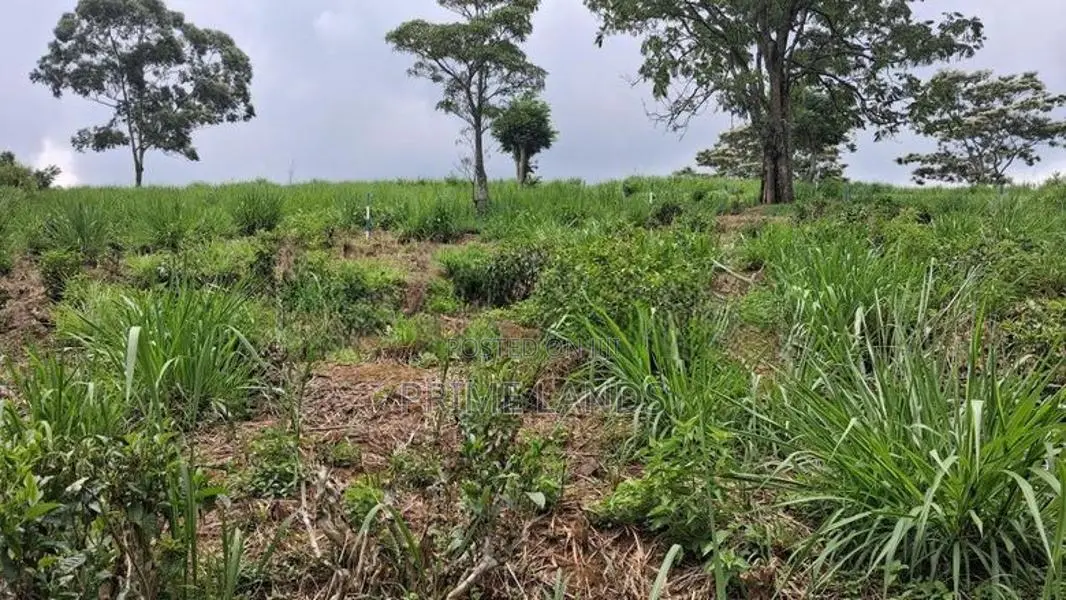 Valuable Land for Sale in Pussellawa